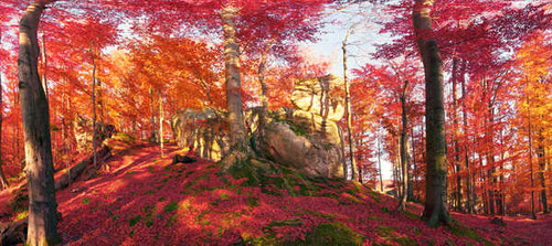 Jual Poster Ukraine Autumn Forests 1Z 002