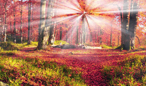 Jual Poster Ukraine Forests Autumn 1Z