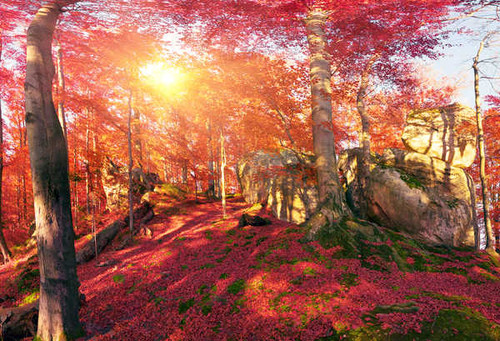 Jual Poster Ukraine Forests Autumn Stones Zakarpattia Trees 1Z
