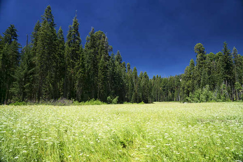 Jual Poster USA Parks Forests Fields Sequoia National Park 1Z