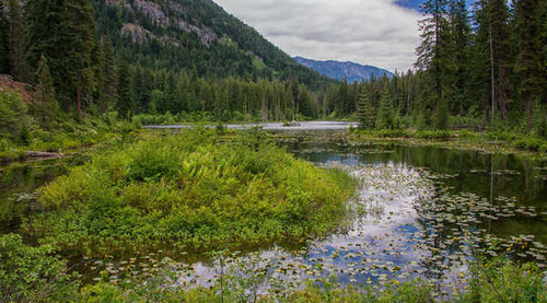 Jual Poster USA Parks Lake Forests Water lilies Howard Lake 1Z Jual Poster USA Parks Lake Forests Water lilies Howard Lake 1Z