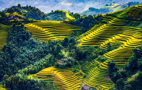 Jual Poster Vietnam Fields Forests Mu Cang Chai Hill 1Z