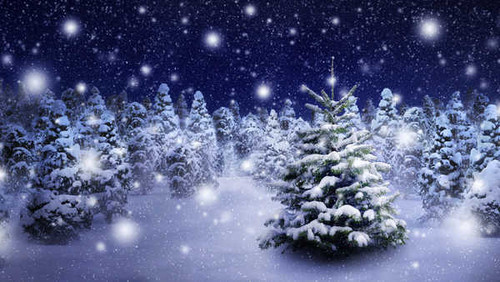 Jual Poster Winter Fir Trees Snow 1Z