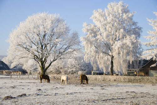 Jual Poster Winter Horses Trees Three 3 1Z