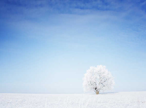 Jual Poster Winter Sky Trees Snow 1Z