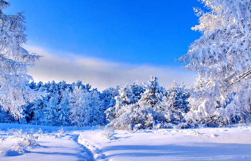 Jual Poster Winter Trees Fir Snow 1Z