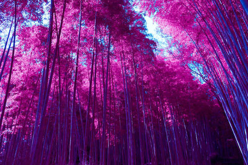 Jual Poster arashiyama bamboo grove forest infrared pink hd WPS