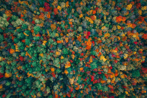 Jual Poster autumn forest aerial view colorful 4k WPS