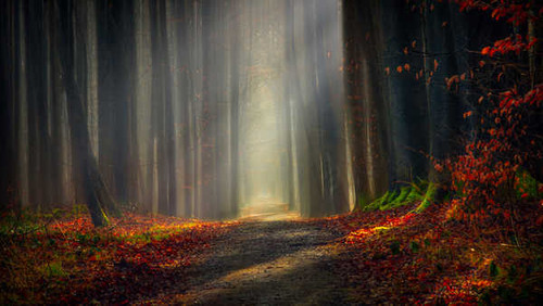 Jual Poster autumn forest pathway sunlight 5k WPS