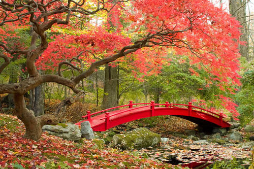 Jual Poster autumn maple trees japanese garden 4k WPS