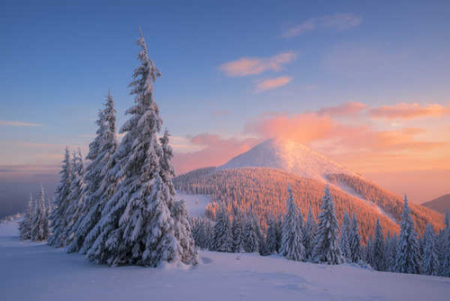 Jual Poster carpathian mountains snow winter sunset pine trees 4k WPS