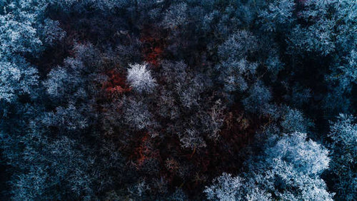 Jual Poster frozen forest winter aerial view 4k WPS