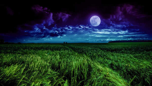 Jual Poster grass field moon landscape scenery 4k WPS