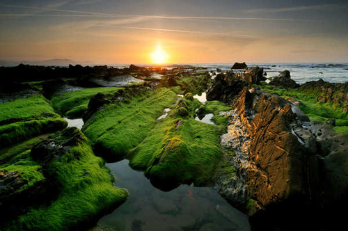 Jual Poster green algae sunset rocks WPS