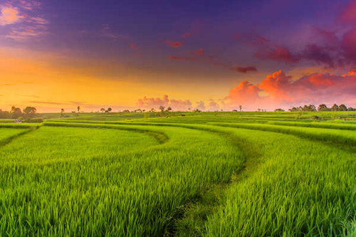 Jual Poster paddy field landscape sunset 4k WPS