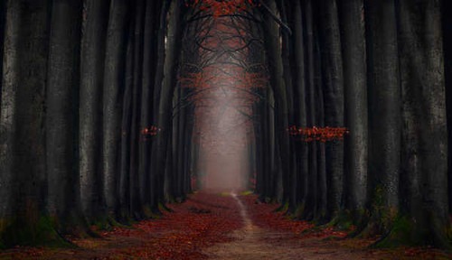 Jual Poster path autumn foggy forest foliage autumn leaves hd 5k WPS