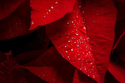 Jual Poster poinsettia red leaves rain droplets hd WPS