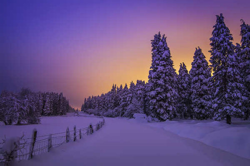 Jual Poster snowy lights winter WPS