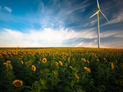 Jual Poster sunflower fields wind turbine 4k WPS