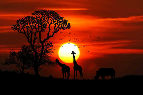 Jual Poster sunset giraffe rhinoceros silhouette hd WPS05