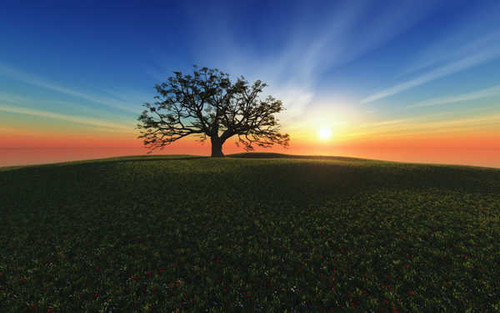 Jual Poster sunset landscape tree alone cgi hd WPS