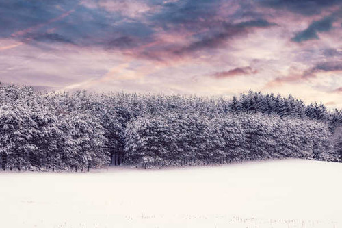 Jual Poster winter landscape forest snowfall 4k 8k WPS