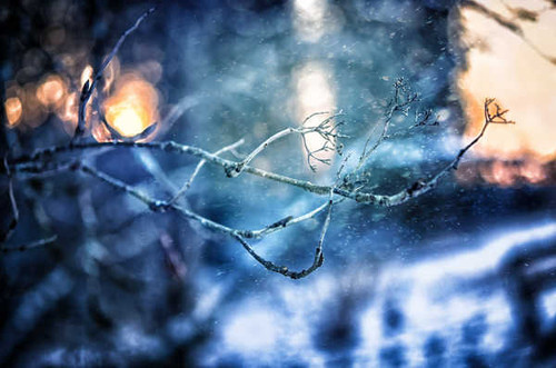 Jual Poster winter snow covered tree hd WPS07