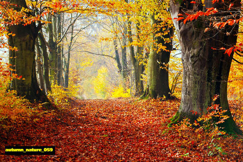 jual poster pemandangan musim gugur autumn 059