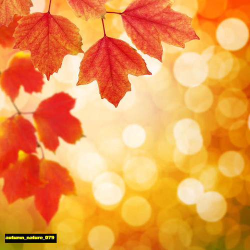 jual poster pemandangan musim gugur autumn 079