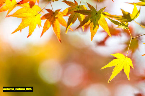 jual poster pemandangan musim gugur autumn 094