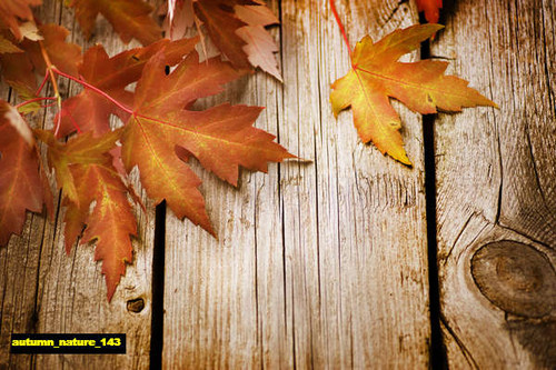 jual poster pemandangan musim gugur autumn 143