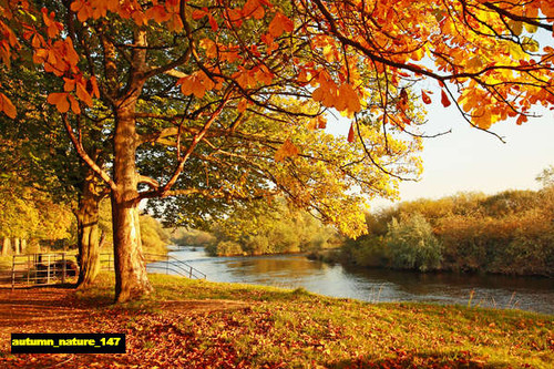 jual poster pemandangan musim gugur autumn 147