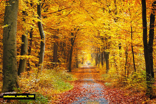 jual poster pemandangan musim gugur autumn 160