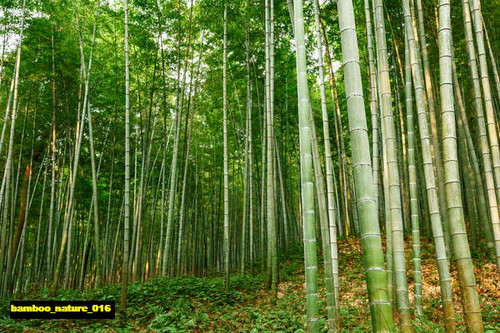 jual poster pemandangan bambu bamboo 016