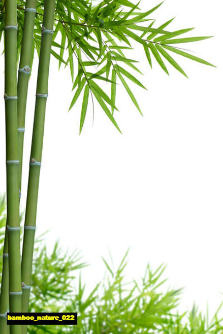 jual poster pemandangan bambu bamboo 022