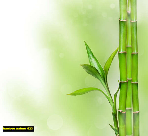 jual poster pemandangan bambu bamboo 023