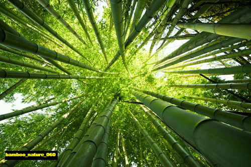 jual poster pemandangan bambu bamboo 060