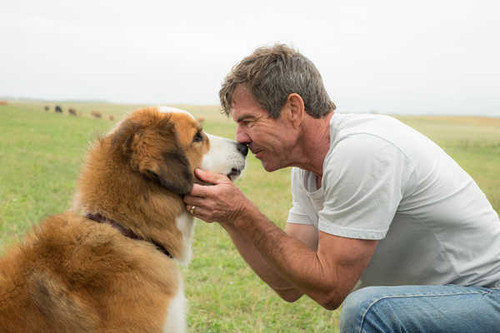 Jual Poster A Dog's Purpose Dennis Quaid Movie A Dog's Purpose APC