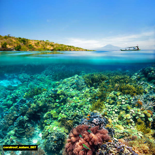 jual poster pemandangan terumbu karang coralreef 007