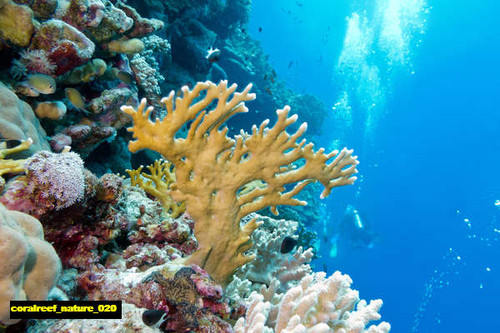jual poster pemandangan terumbu karang coralreef 020