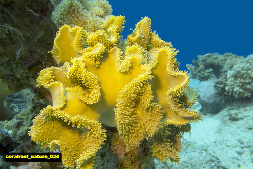 jual poster pemandangan terumbu karang coralreef 034