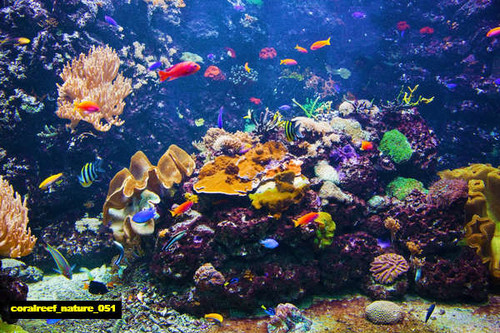 jual poster pemandangan terumbu karang coralreef 051