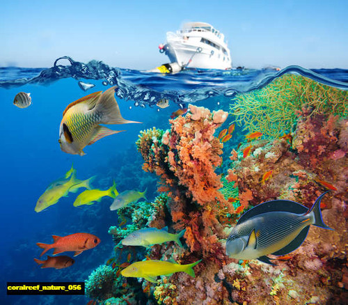 jual poster pemandangan terumbu karang coralreef 056