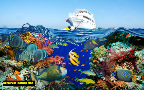 jual poster pemandangan terumbu karang coralreef 061