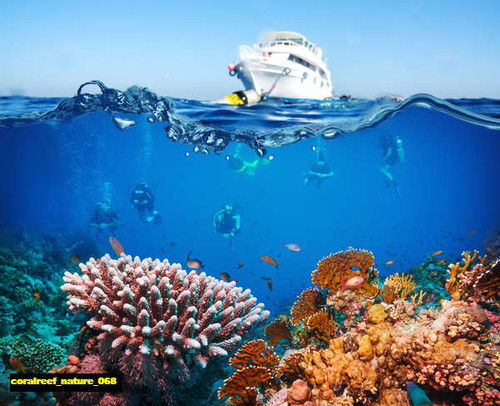 jual poster pemandangan terumbu karang coralreef 068