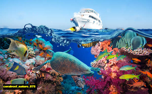 jual poster pemandangan terumbu karang coralreef 075