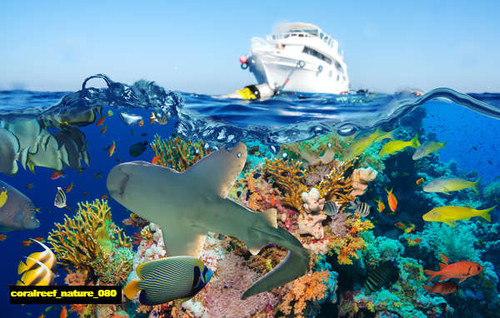 jual poster pemandangan terumbu karang coralreef 080