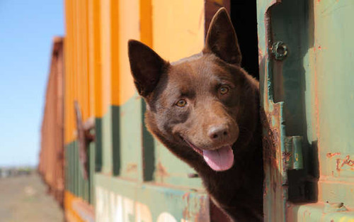 Jual Poster Dog Movie Red Dog APC