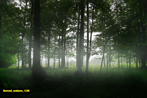 jual poster pemandangan hutan forest 136