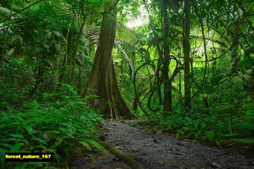 jual poster pemandangan hutan forest 167